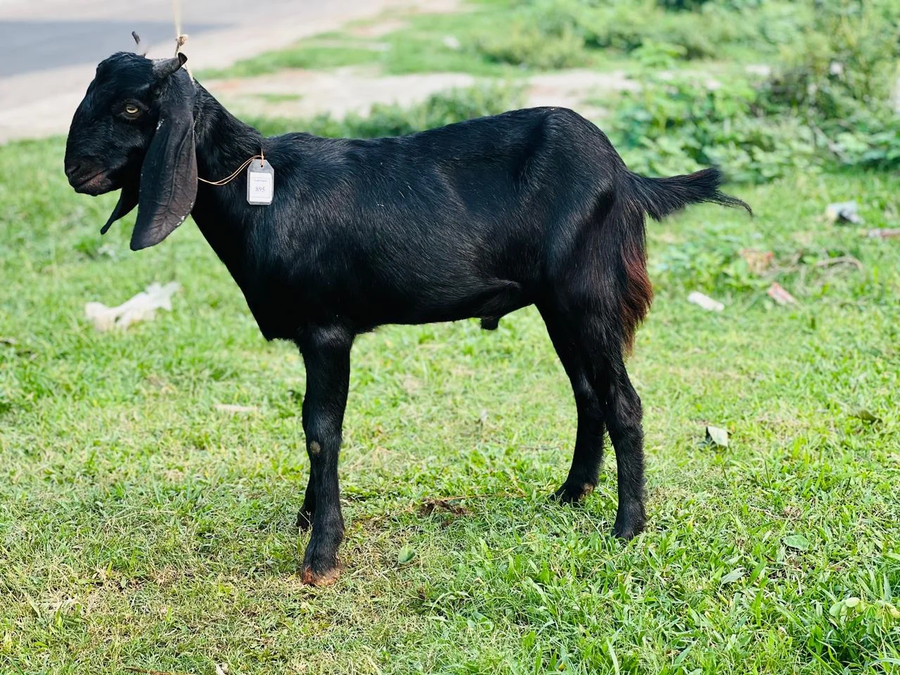 দেশী  ছাগল (26.9KG) 
